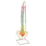 Columna didáctica flexible