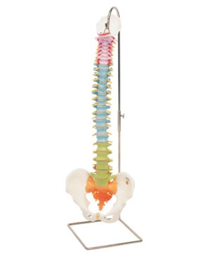 Columna didáctica flexible