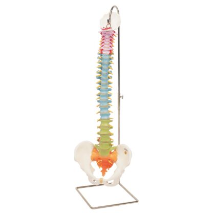 Columna didáctica flexible