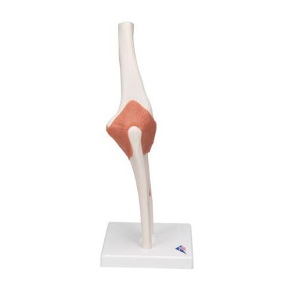 Articulación del Codo - Modelo Funcional - Imagen 4