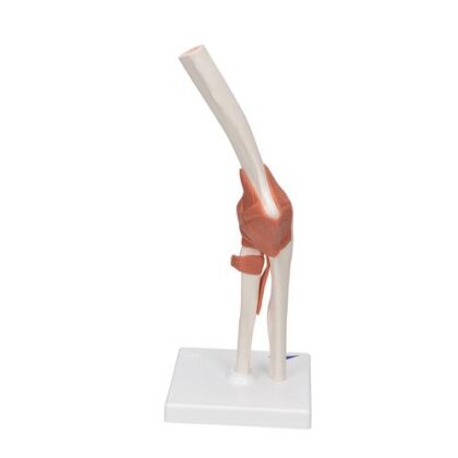 Articulación del Codo - Modelo Funcional - Imagen 3