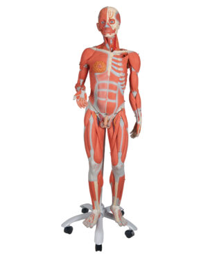 Figura con Músculos de Doble Sexo, desmontable en 45 piezas