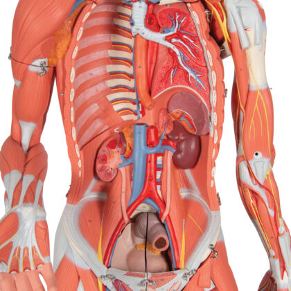 Figura con Músculos de Doble Sexo, desmontable en 45 piezas - Imagen 2