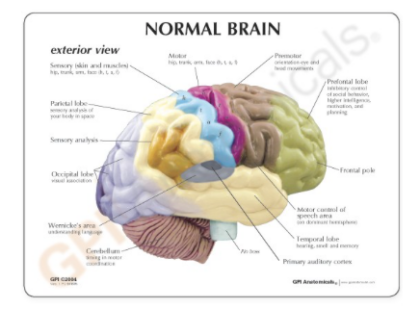 Modelo Medio Cerebro, Areas Sensora/Motora - Imagen 3