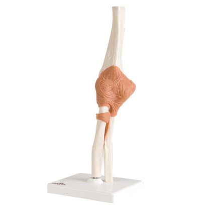 Articulación del Codo - Modelo Funcional - Imagen 2