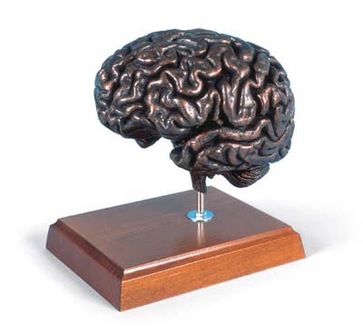 Cerebro