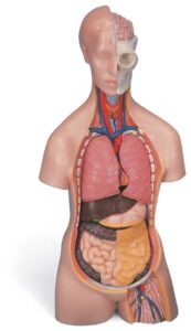 MEDart™ Torso