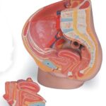 Pelvis femenina MEDart™