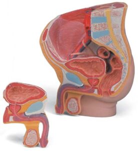 Pelvis masculina MEDart™