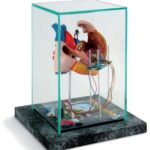 Vitrina "Construcción corazón abierto"