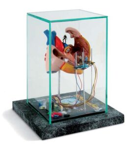 Vitrina "Construcción corazón abierto"