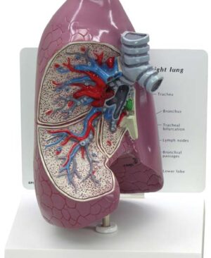 Pulmones