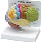 Modelo Medio Cerebro
