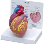 Corazón