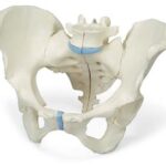 Pelvis femenina, 3-partes