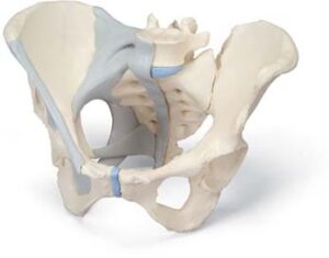 Pelvis femenina con ligamentos, 3-partes