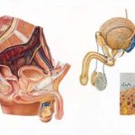 Organos Masculinos de la Pelvis