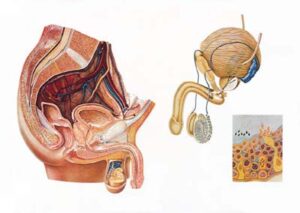 Organos Masculinos de la Pelvis