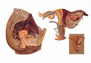 Organos Femeninos de la Pelvis