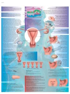 Contraception
