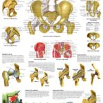 Pelvis y Cadera- Anatomia y Patología