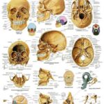 El Cráneo Humano