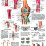 La Articulación de la Rodilla