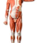 Figura muscular masculina de tamaño natural, desmontable en 37 p