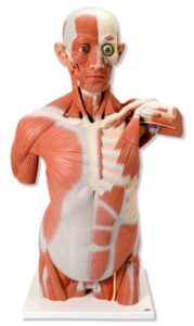 Torso con músculos, de tamaño natural, 27 partes