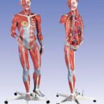 Figura Femenina con Músculos, desmontable en 23 piezas