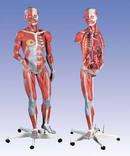 Musculatura