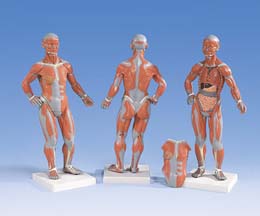 Figura muscular, 1/3 de su tamaño natural