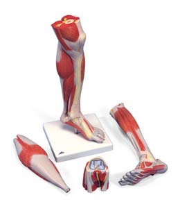 Pierna con músculos y con rodilla de lujo, 3 partes