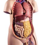 Torso clásico asexuado, 11 partes