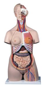 Torso de lujo femenino, con cabeza, 20 partes