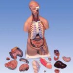 Torso clásico asexuado, 16 partes