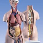 Torso clásico con espalda abierta, 18 partes