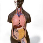 Torso africano, asexuado, 14 partes