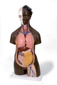 Torso africano, asexuado, 14 partes