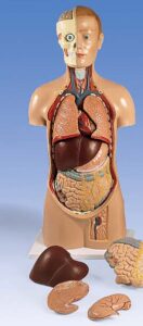 Torso asexuado, con cabeza fija, 11 partes