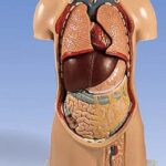 Torso asexuado, con cabeza fija, 11 partes