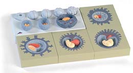 Etapas del desarrollo (12) embrional Etapas del desarrollo (12) embrional