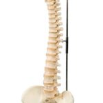 Columna vertebral miniatura, elástica, sobre soporte