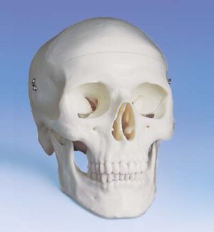Cráneo Clásico, 3 partes