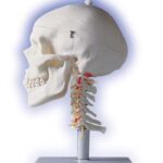 Cráneo clásico sobre columna cervical, 4 partes