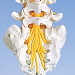 Columna vertebral lumbar