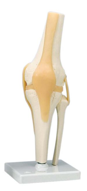 Articulación de la Rodilla - Modelo Funcional