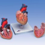 Corazones clásicos, en 2 piezas