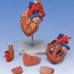 Corazón con esófago y tráquea, 2 veces su tamaño natural, de 5 p