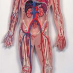 Sistema circulatorio humano